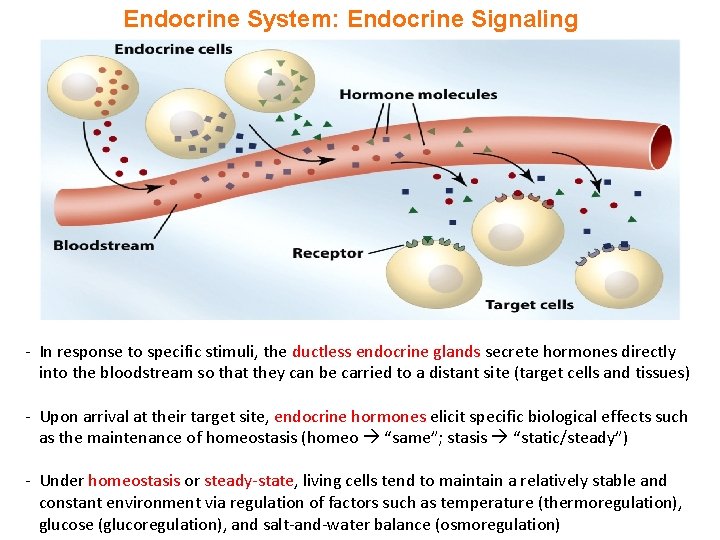 Endocrine System: Endocrine Signaling - In response to specific stimuli, the ductless endocrine glands