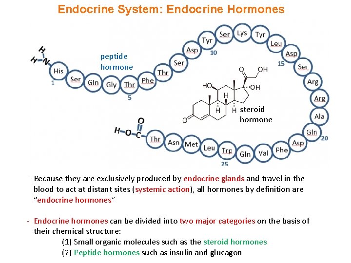 Endocrine System: Endocrine Hormones peptide hormone steroid hormone - Because they are exclusively produced