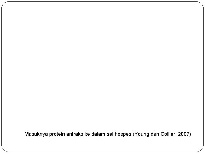 Masuknya protein antraks ke dalam sel hospes (Young dan Collier, 2007) 