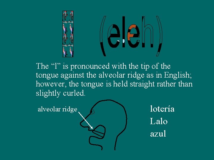 The “l” is pronounced with the tip of the tongue against the alveolar ridge