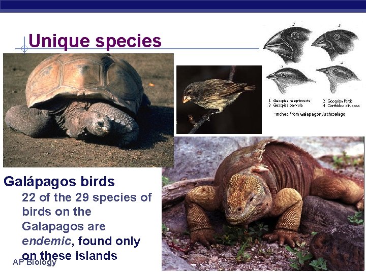 Unique species Galápagos birds 22 of the 29 species of birds on the Galapagos