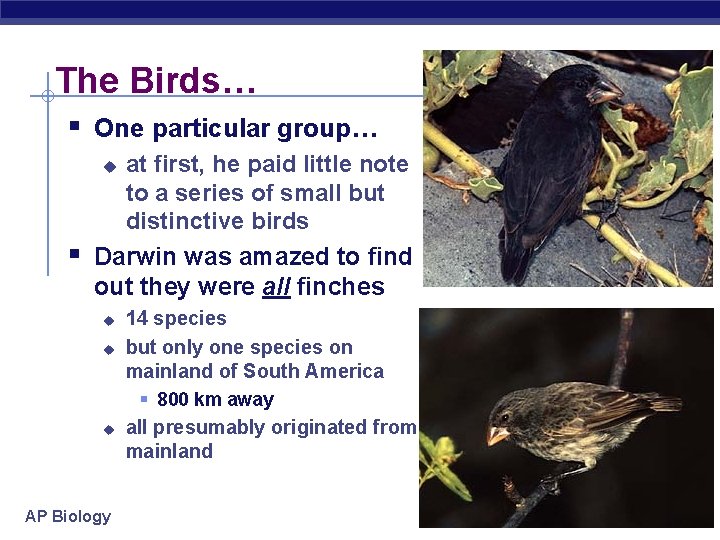 The Birds… § One particular group… at first, he paid little note to a
