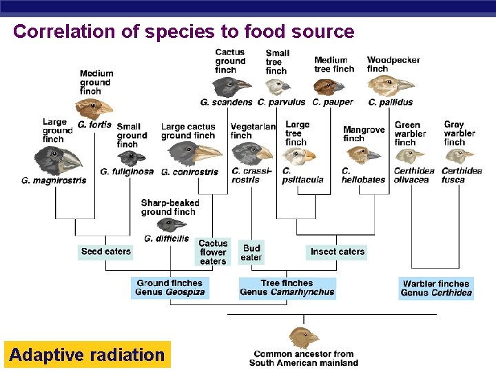 Correlation of species to food source AP Biology radiation Adaptive 