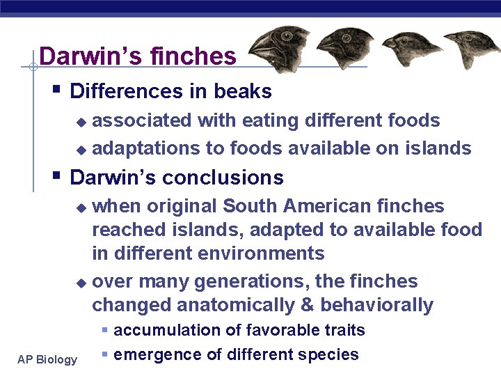 Darwin’s finches § Differences in beaks associated with eating different foods u adaptations to