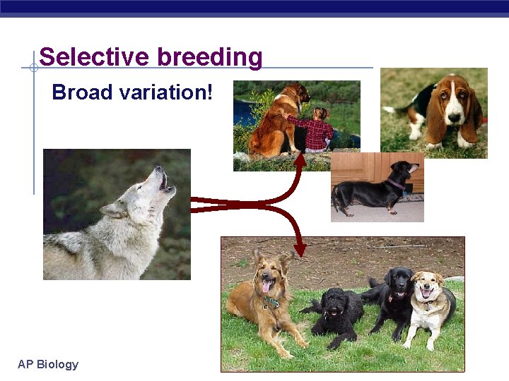 Selective breeding Broad variation! AP Biology 