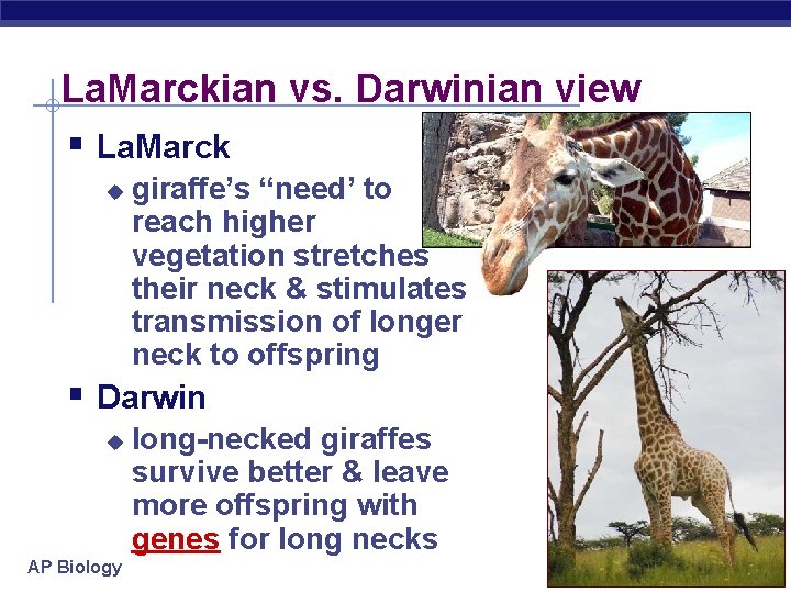 La. Marckian vs. Darwinian view § La. Marck u giraffe’s “need’ to reach higher