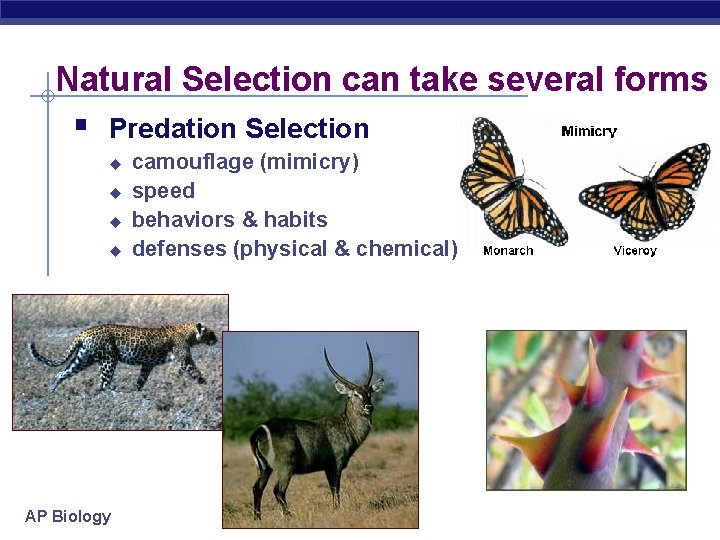 Natural Selection can take several forms § Predation Selection u u AP Biology camouflage