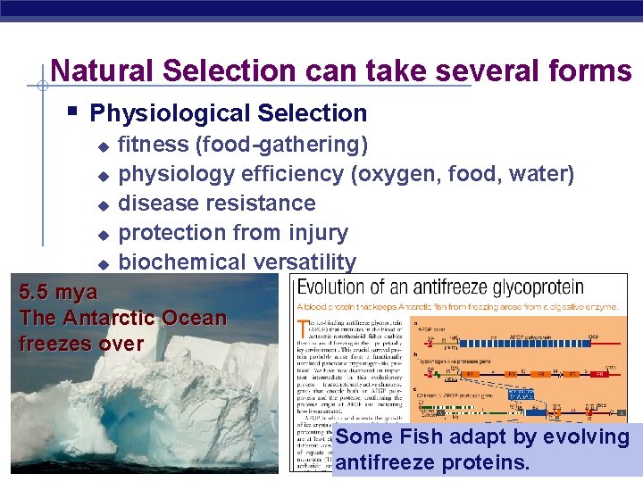 Natural Selection can take several forms § Physiological Selection fitness (food-gathering) u physiology efficiency