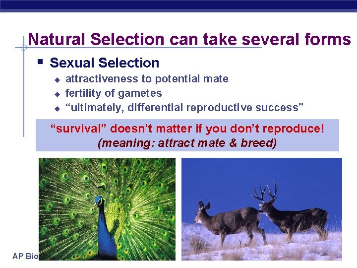 Natural Selection can take several forms § Sexual Selection u u u attractiveness to