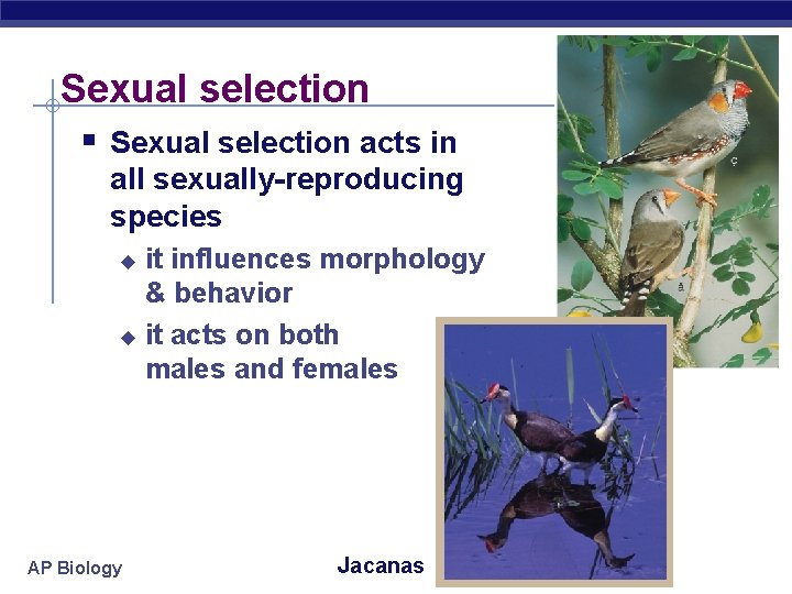 Sexual selection § Sexual selection acts in all sexually-reproducing species it influences morphology &