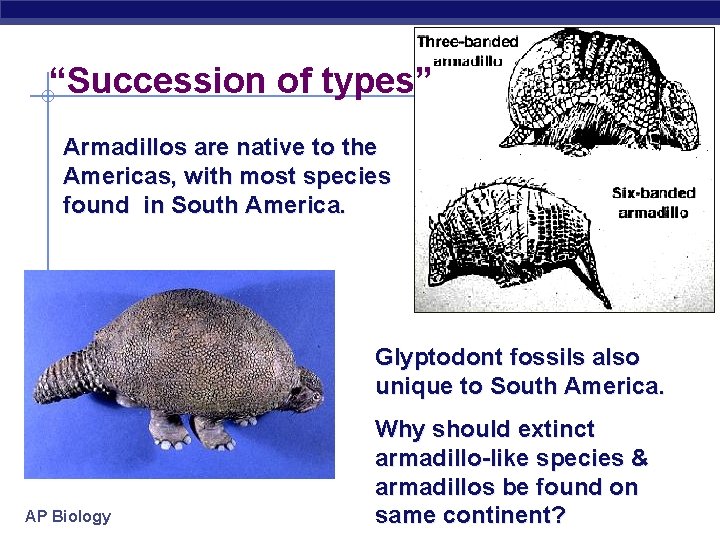 “Succession of types” Armadillos are native to the Americas, with most species found in