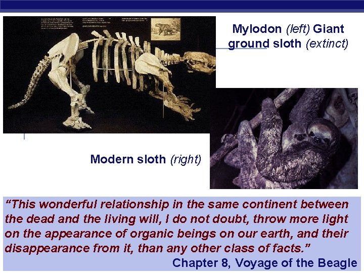 Mylodon (left) Giant ground sloth (extinct) Modern sloth (right) “This wonderful relationship in the