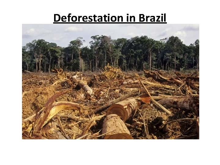 Deforestation in Brazil 