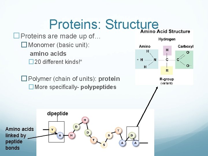 Proteins: Structure �Proteins are made up of… � Monomer (basic unit): amino acids �