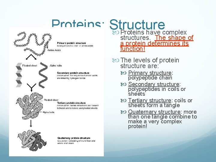 Proteins: Structure Proteins have complex structures. The shape of a protein determines its function!