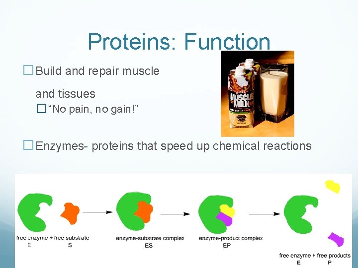Proteins: Function �Build and repair muscle and tissues � “No pain, no gain!” �Enzymes-