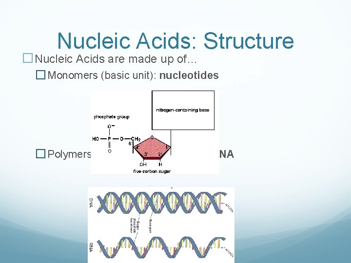 Nucleic Acids: Structure �Nucleic Acids are made up of… � Monomers (basic unit): nucleotides