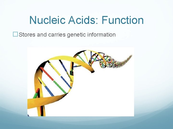 Nucleic Acids: Function �Stores and carries genetic information 
