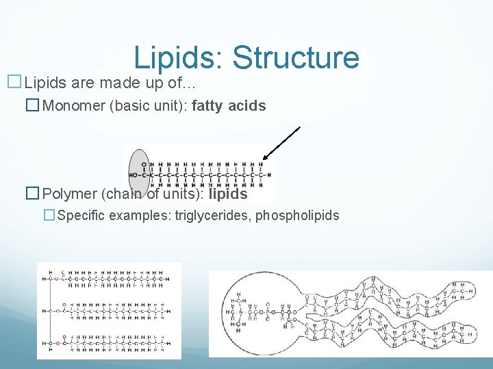 Lipids: Structure �Lipids are made up of… � Monomer (basic unit): fatty acids �