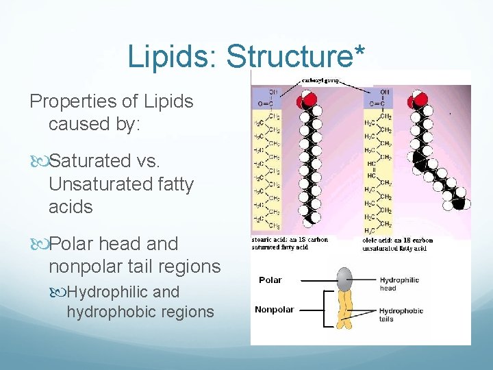 Lipids: Structure* Properties of Lipids caused by: Saturated vs. Unsaturated fatty acids Polar head
