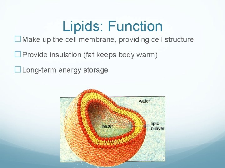 Lipids: Function �Make up the cell membrane, providing cell structure �Provide insulation (fat keeps