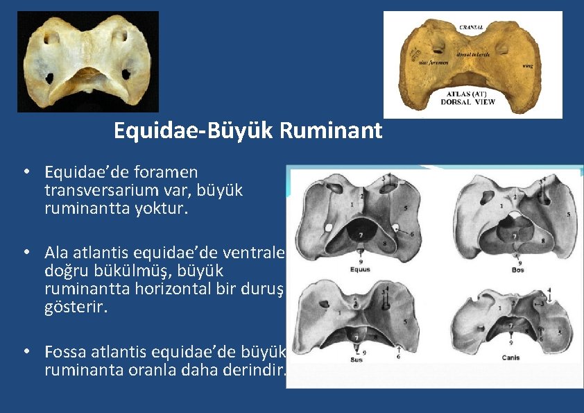 Equidae-Büyük Ruminant • Equidae’de foramen transversarium var, büyük ruminantta yoktur. • Ala atlantis equidae’de