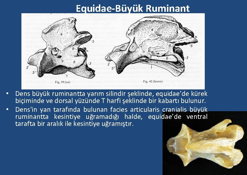 Equidae-Büyük Ruminant • Dens büyük ruminantta yarım silindir şeklinde, equidae’de kürek biçiminde ve dorsal