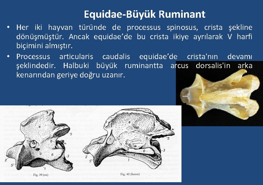 Equidae-Büyük Ruminant • Her iki hayvan türünde de processus spinosus, crista şekline dönüşmüştür. Ancak Equidae-Büyük Ruminant • Her iki hayvan türünde de processus spinosus, crista şekline dönüşmüştür. Ancak