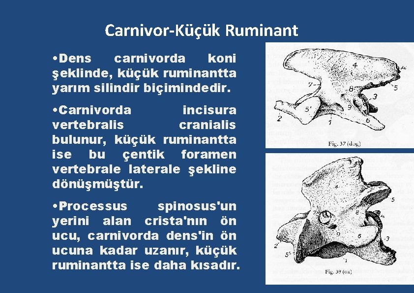Carnivor-Küçük Ruminant • Dens carnivorda koni şeklinde, küçük ruminantta yarım silindir biçimindedir. • Carnivorda