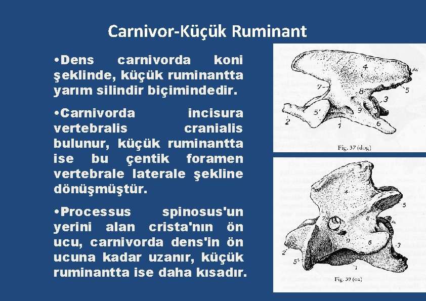 Carnivor-Küçük Ruminant • Dens carnivorda koni şeklinde, küçük ruminantta yarım silindir biçimindedir. • Carnivorda Carnivor-Küçük Ruminant • Dens carnivorda koni şeklinde, küçük ruminantta yarım silindir biçimindedir. • Carnivorda