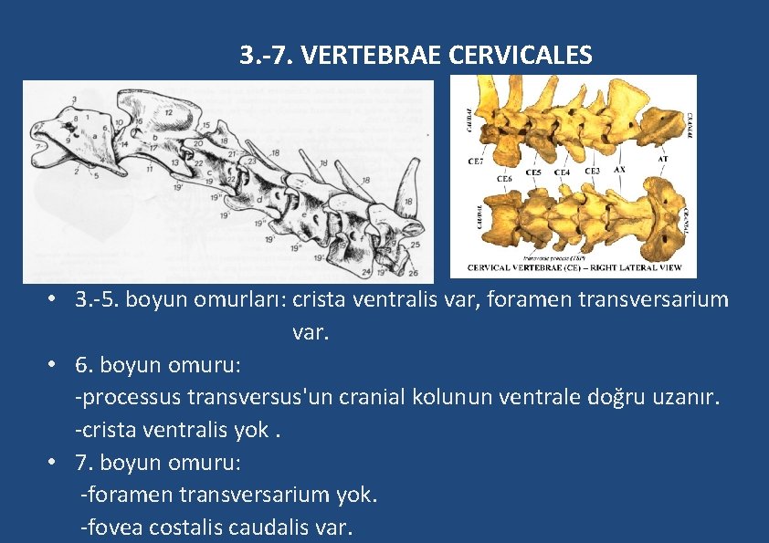 3. -7. VERTEBRAE CERVICALES • 3. -5. boyun omurları: crista ventralis var, foramen transversarium