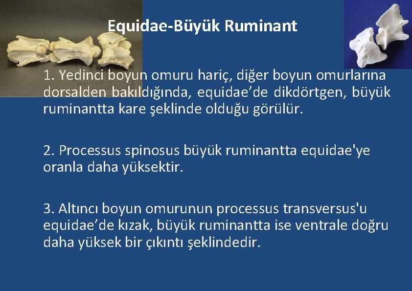 Equidae-Büyük Ruminant 1. Yedinci boyun omuru hariç, diğer boyun omurlarına dorsalden bakıldığında, equidae’de dikdörtgen,