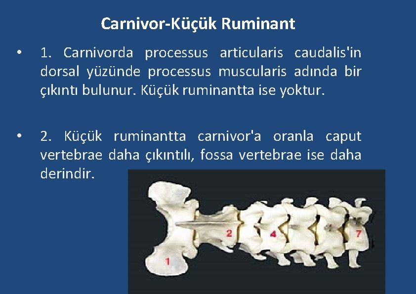 Carnivor-Küçük Ruminant • 1. Carnivorda processus articularis caudalis'in dorsal yüzünde processus muscularis adında bir