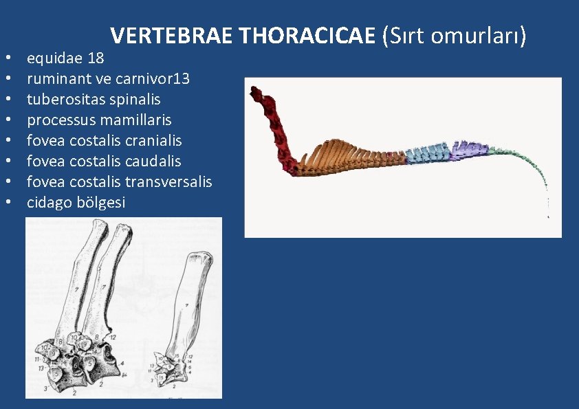 • • VERTEBRAE THORACICAE (Sırt omurları) equidae 18 ruminant ve carnivor 13 tuberositas • • VERTEBRAE THORACICAE (Sırt omurları) equidae 18 ruminant ve carnivor 13 tuberositas