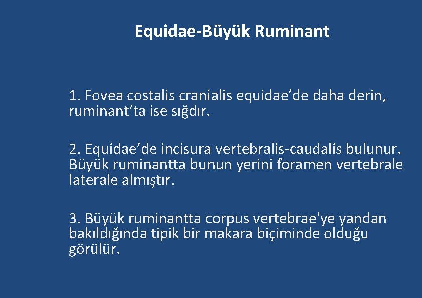 Equidae-Büyük Ruminant 1. Fovea costalis cranialis equidae’de daha derin, ruminant’ta ise sığdır. 2. Equidae’de