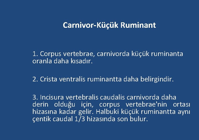 Carnivor-Küçük Ruminant 1. Corpus vertebrae, carnivorda küçük ruminanta oranla daha kısadır. 2. Crista ventralis Carnivor-Küçük Ruminant 1. Corpus vertebrae, carnivorda küçük ruminanta oranla daha kısadır. 2. Crista ventralis