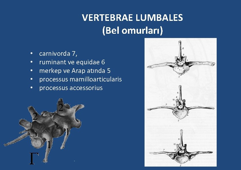 VERTEBRAE LUMBALES (Bel omurları) • • • carnivorda 7, ruminant ve equidae 6 merkep