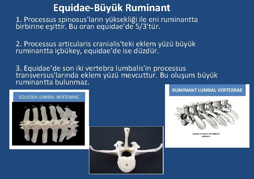 Equidae-Büyük Ruminant 1. Processus spinosus'ların yüksekliği ile eni ruminantta birbirine eşittir. Bu oran equidae’de Equidae-Büyük Ruminant 1. Processus spinosus'ların yüksekliği ile eni ruminantta birbirine eşittir. Bu oran equidae’de