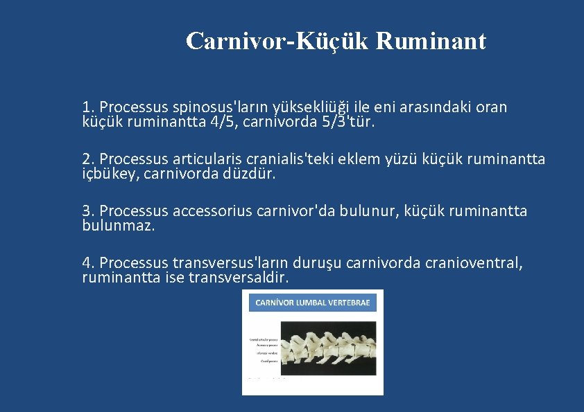 Carnivor-Küçük Ruminant 1. Processus spinosus'ların yüksekliüği ile eni arasındaki oran küçük ruminantta 4/5, carnivorda Carnivor-Küçük Ruminant 1. Processus spinosus'ların yüksekliüği ile eni arasındaki oran küçük ruminantta 4/5, carnivorda