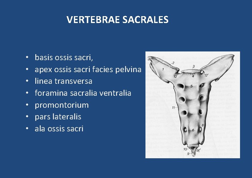 VERTEBRAE SACRALES • • basis ossis sacri, apex ossis sacri facies pelvina linea transversa