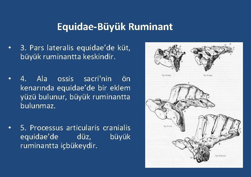 Equidae-Büyük Ruminant • 3. Pars lateralis equidae’de küt, büyük ruminantta keskindir. • 4. Ala