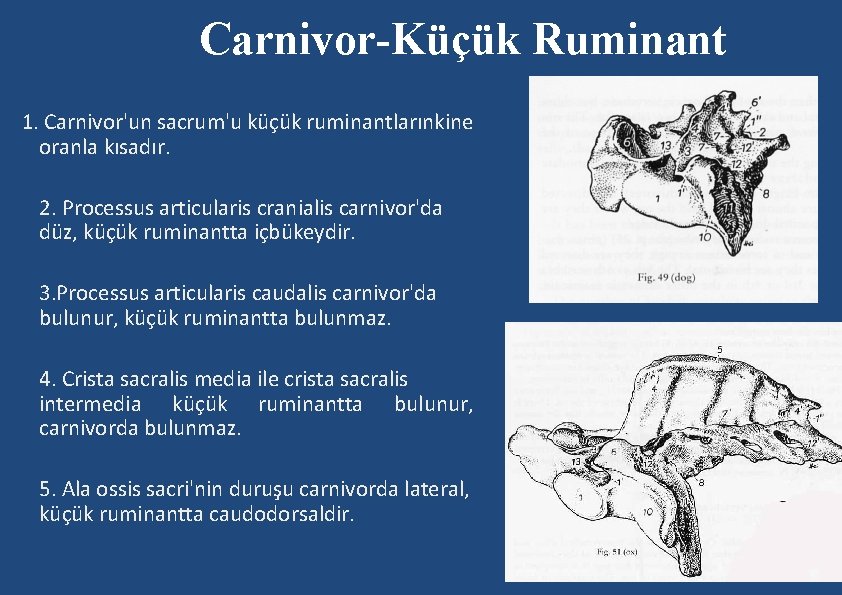 Carnivor-Küçük Ruminant 1. Carnivor'un sacrum'u küçük ruminantlarınkine oranla kısadır. 2. Processus articularis cranialis carnivor'da Carnivor-Küçük Ruminant 1. Carnivor'un sacrum'u küçük ruminantlarınkine oranla kısadır. 2. Processus articularis cranialis carnivor'da
