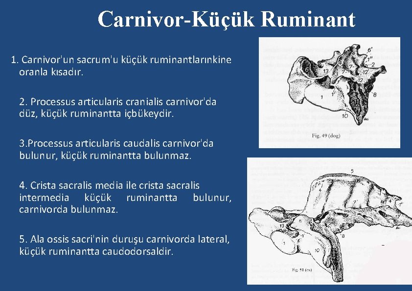 Carnivor-Küçük Ruminant 1. Carnivor'un sacrum'u küçük ruminantlarınkine oranla kısadır. 2. Processus articularis cranialis carnivor'da