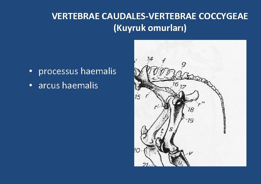 VERTEBRAE CAUDALES-VERTEBRAE COCCYGEAE (Kuyruk omurları) • processus haemalis • arcus haemalis 