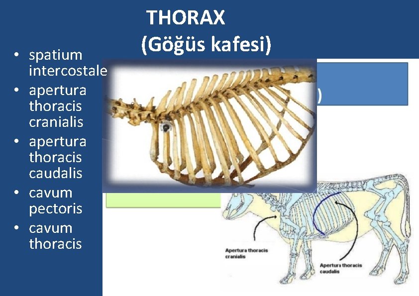  • spatium intercostale • apertura thoracis cranialis • apertura thoracis caudalis • cavum