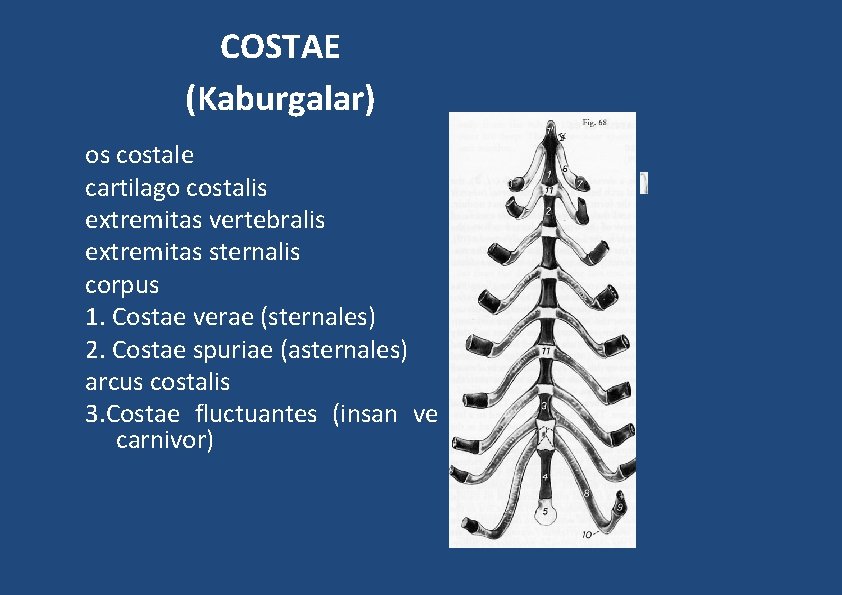 COSTAE (Kaburgalar) os costale cartilago costalis extremitas vertebralis extremitas sternalis corpus 1. Costae verae