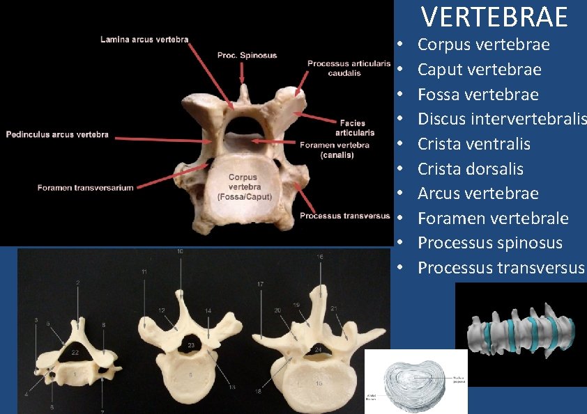  • • • VERTEBRAE Corpus vertebrae Caput vertebrae Fossa vertebrae Discus intervertebralis Crista