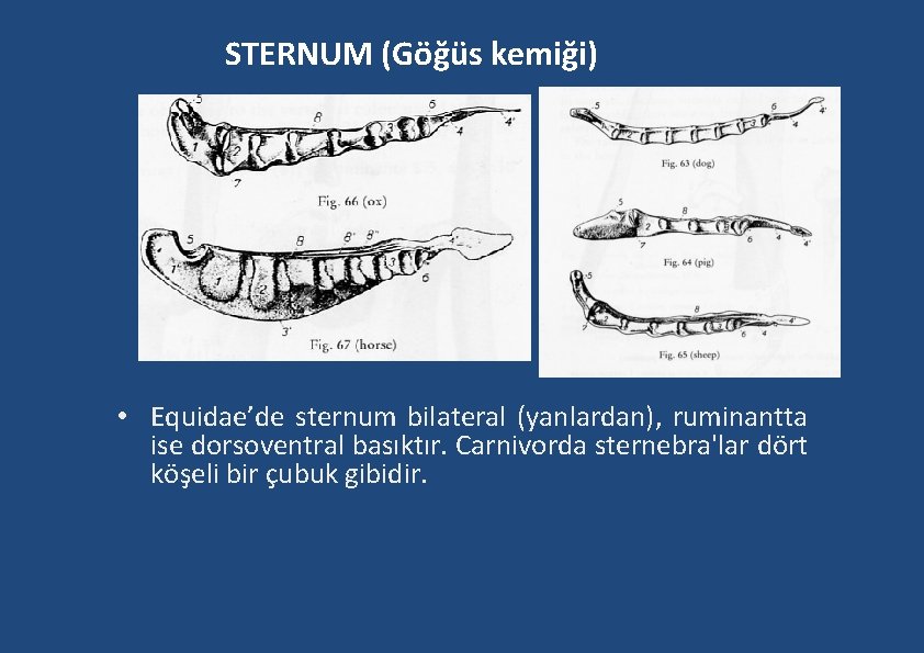 STERNUM (Göğüs kemiği) • Equidae’de sternum bilateral (yanlardan), ruminantta ise dorsoventral basıktır. Carnivorda sternebra'lar