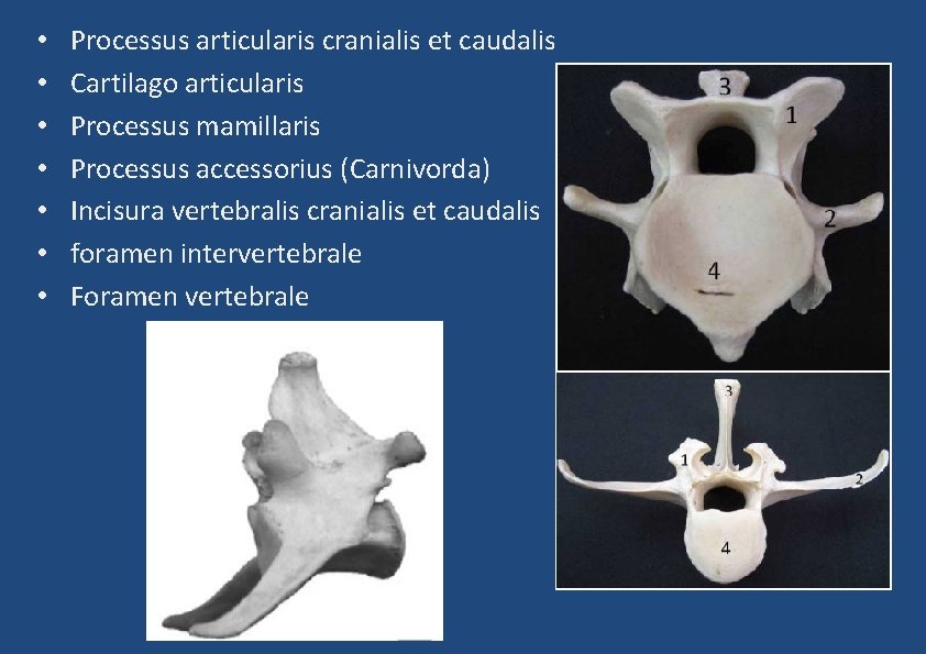  • • Processus articularis cranialis et caudalis Cartilago articularis Processus mamillaris Processus accessorius