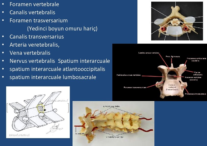• Foramen vertebrale • Canalis vertebralis • Foramen trasversarium (Yedinci boyun omuru hariç) • Foramen vertebrale • Canalis vertebralis • Foramen trasversarium (Yedinci boyun omuru hariç)